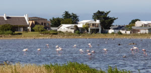 flamingos, berghof estate, hermanus, housing complex, housing development, security estate, new home developments, housing development agency